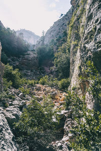 Plants growing on rock against sky