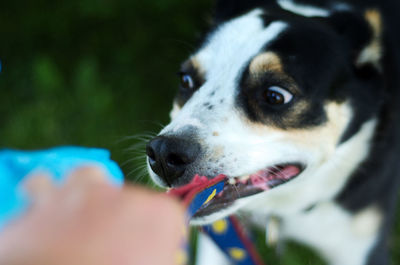 Close-up of hand holding dog