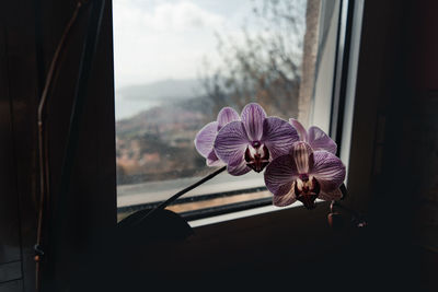 Close-up of purple flower on glass window
