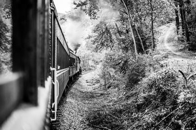 Train in forest