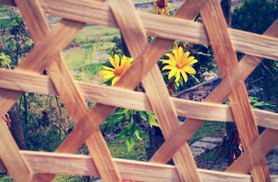 Close-up of wood