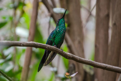 Close-up of bird perching on tree