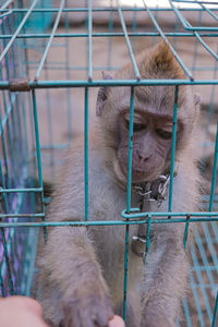 View of monkey in cage at zoo