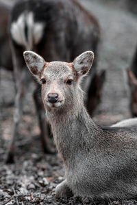 Close-up portrait of deer