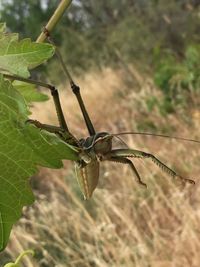 Close-up of insect on plant