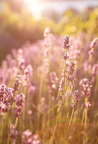 Close-up of purple flowering plants on field