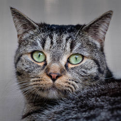 Close-up portrait of a cat