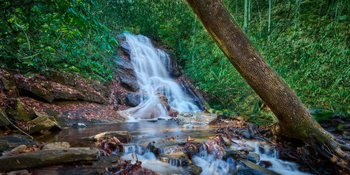 Scenic view of waterfall in forest