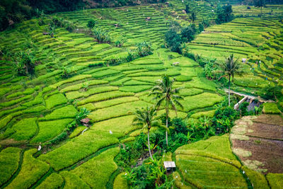 High angle view of agricultural field