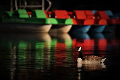 Goose swimming in a lake