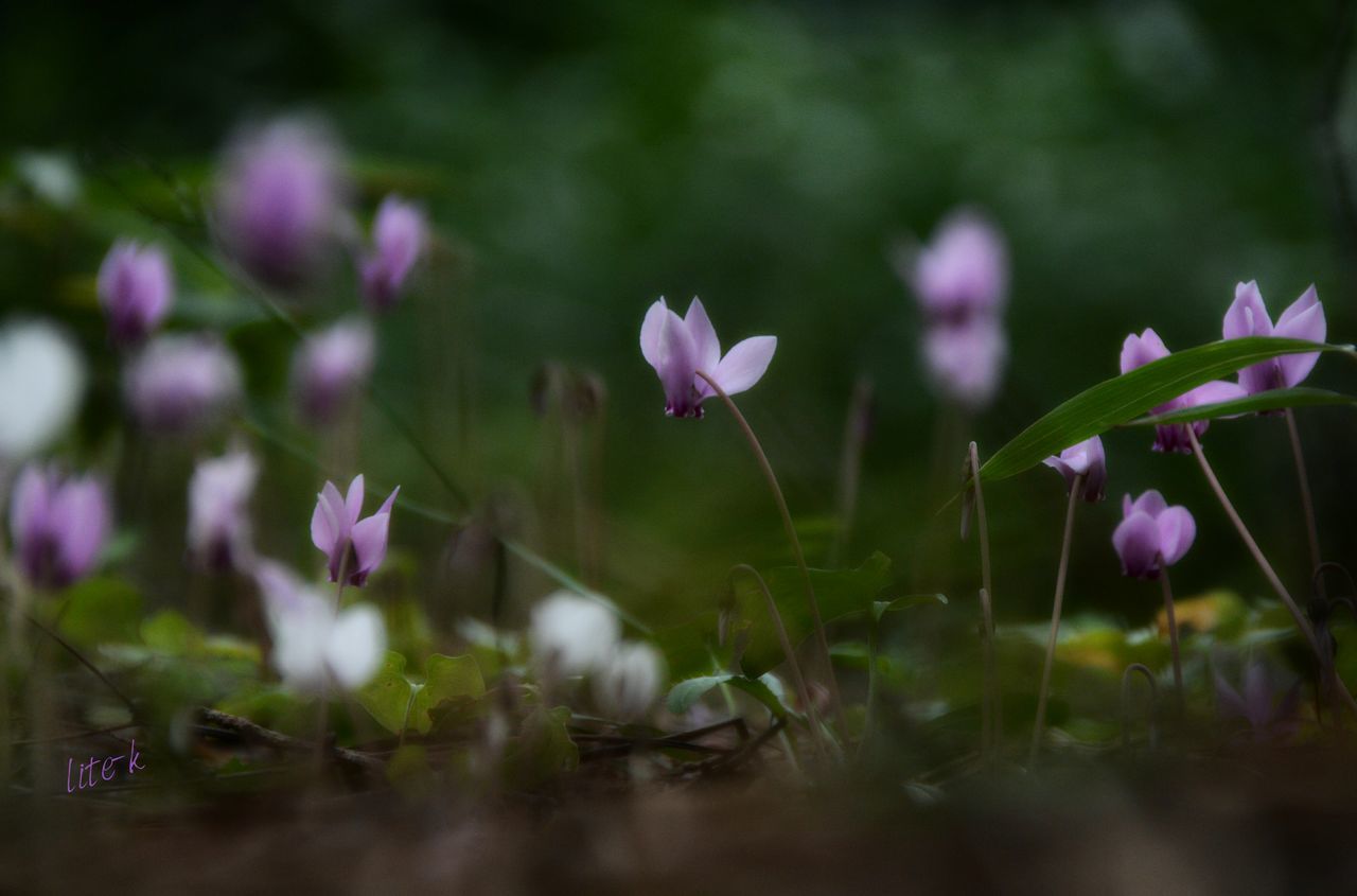 flower, fragility, petal, growth, freshness, nature, beauty in nature, selective focus, purple, plant, flower head, day, no people, blooming, outdoors, close-up, crocus