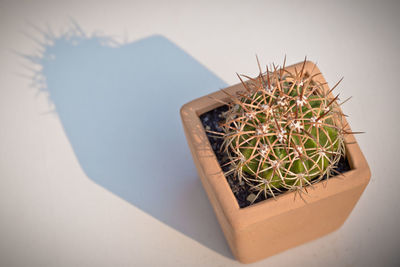 High angle view of potted cactus on table