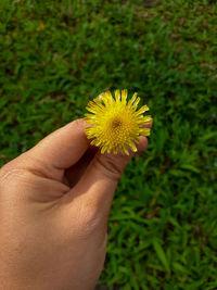 Close-up of hand holding yellow flower