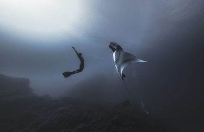 Fish swimming in sea