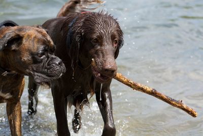 Close-up of dogs at lakeshore