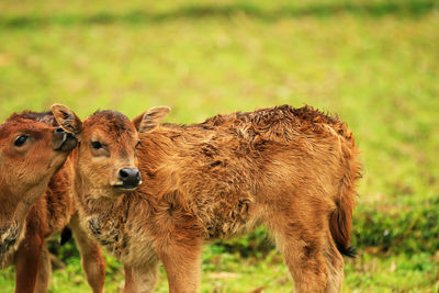 Two calves playing in a field