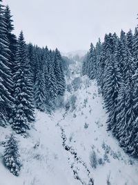 Snow covered land and trees against sky