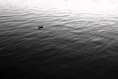 Swan swimming in lake