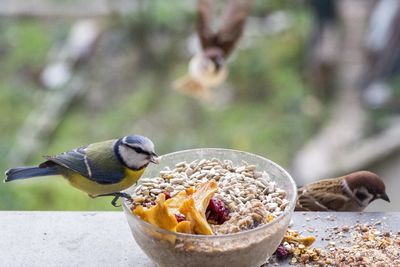 Close-up of bird eating food