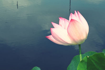 Close-up of lotus water lily in lake