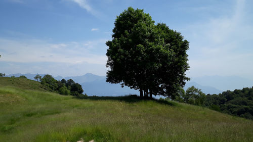 Trees on field against sky
