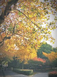 Autumn tree in sunlight