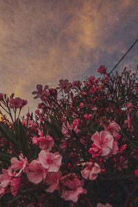 Close-up of pink flowering plants against sky during sunset