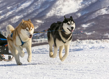 Sled dogs team running in the snow on kamchatka on soft sunlight