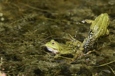 Close-up of frog swimming in sea