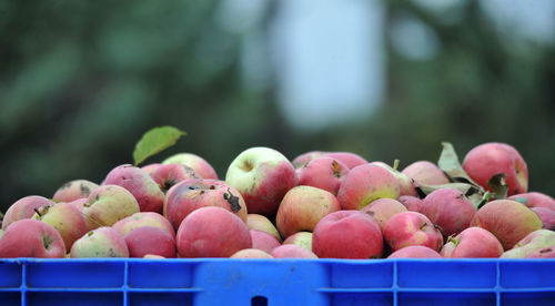 Close-up of apples in crate