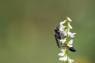 Close-up of insect on plant