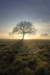 Tree on field against sky during sunset