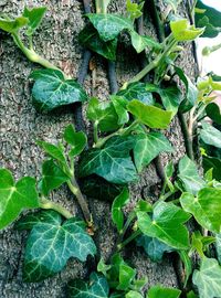 Close-up of fresh green plant