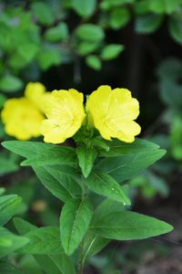 Close-up of yellow flowers blooming outdoors