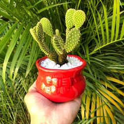 Close-up of person holding succulent plant against palm tree