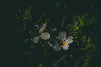 Close-up of white flowering plant leaves