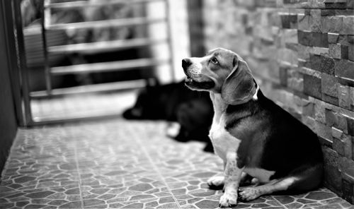 Dog sitting on floor at home