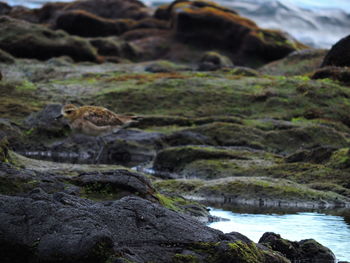 Close-up of bird perching on rock in water