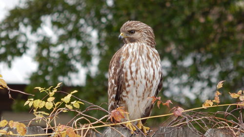Close-up of owl perching on branch