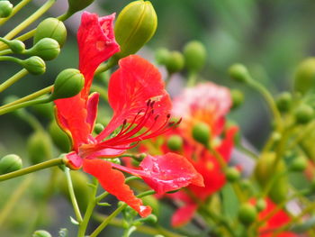 Close-up of red flower blooming outdoors