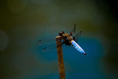 Close-up of dragonfly on twig