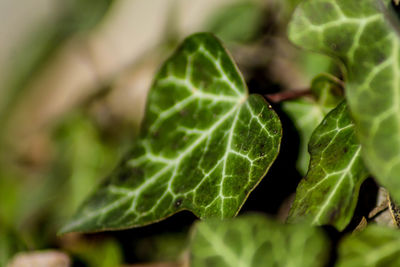 Close-up of fresh green leaf