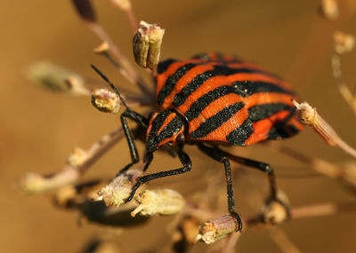 Close-up of shield bug on buds
