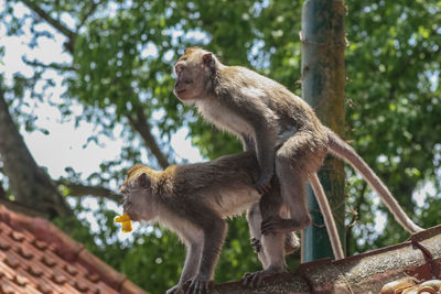 Monkeys mating on roof