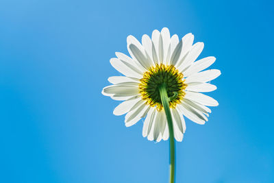 Close-up of white daisy against blue sky