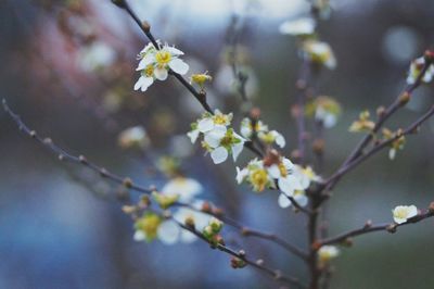 Close-up of white flowers blooming on tree