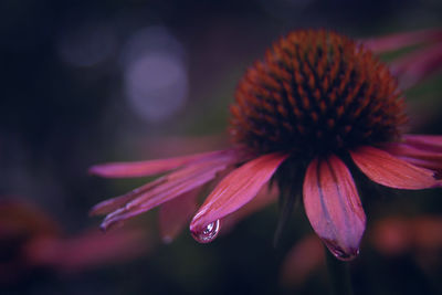 Close-up of pink flower