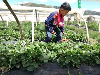 Boy picking strawberries in garden