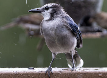 Bluejay perched on a very wet deck.