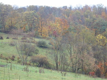 Trees on field in forest during autumn